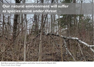 Our natural environment will suffer
as species come under threat
Ash Bore parasite killing poplars and other local trees in March 2021
Photo Credit: Brent Weigel
 
