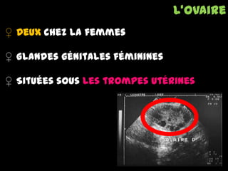 ♀ Deux chez la femmes
♀ Glandes génitales féminines
♀ Situées sous les trompes utérines
L’ovaire
 