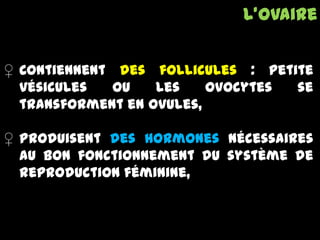 ♀ Contiennent des follicules : petite
vésicules ou les ovocytes se
transforment en ovules,
♀ Produisent des hormones nécessaires
au bon fonctionnement du système de
reproduction féminine,
L’ovaire
 