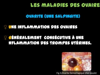 Les maladies des ovaires
Ovarite (une salpingite)
♀ Une inflammation des ovaires
♀ Généralement consécutive à une
nflammation des trompes utérines.
Fig 3,Ovarite hémorragique chez poulet
 