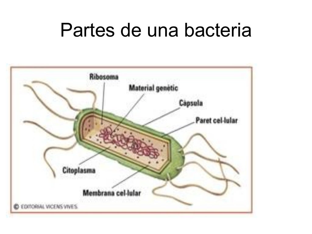 Móneras,protistas y hongos