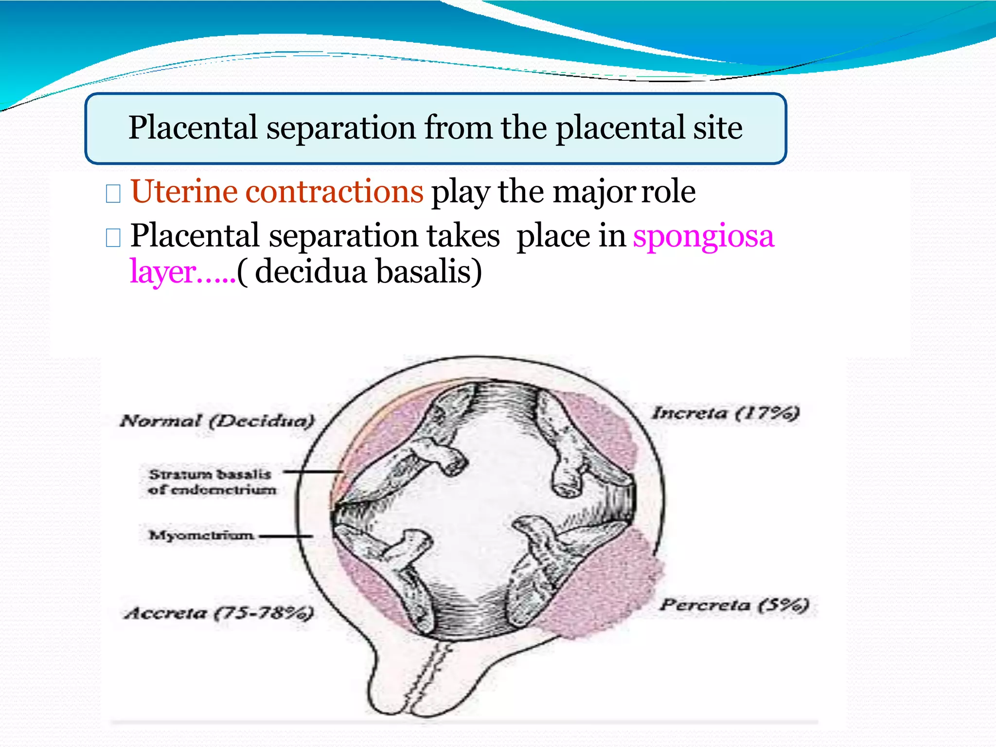Uterine contractions play the majorrole
Placental separation takes place in spongiosa
layer…..( decidua basalis)
Placental separation from the placental site
 