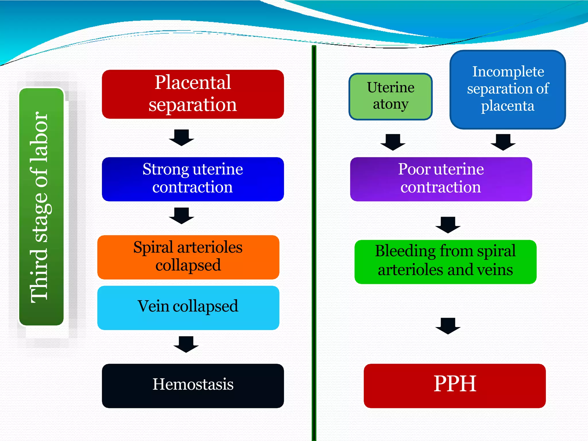 Placental
separation
Strong uterine
contraction
Spiral arterioles
collapsed
Vein collapsed
Hemostasis
Pooruterine
contraction
Bleeding from spiral
arterioles and veins
PPH
Uterine
atony
Incomplete
separation of
placenta
Thirdstageoflabor
 