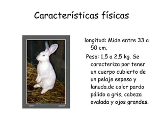 Características físicas longitud: Mide entre 33 a 50 cm. Peso: 1,5 a 2,5 kg. Se caracteriza por tener un cuerpo cubierto de un pelaje espeso y lanuda.de color pardo pálido a gris, cabeza ovalada y ojos grandes. 