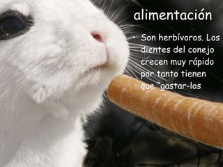 alimentación Son herbívoros. Los dientes del conejo crecen muy rápido por tanto tienen que “gastar-los ”.   