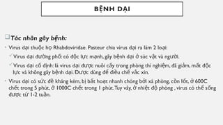 B NH D I
Ệ Ạ
Tác nhân gây b nh:
ệ
• Virus d i thu c h Rhabdoviridae. Pasteur chia virus d i ra làm 2 lo i:
ạ ộ ọ ạ ạ
Virus d i đ ng ph : có đ c l c m nh, gây b nh d i súc v t và ng i.
ạ ườ ố ộ ự ạ ệ ạ ở ậ ườ
Virus d i c đ nh: là virus d i đ c nuôi c y trong phòng thí nghi m, đã gi m, m t đ c
ạ ố ị ạ ượ ấ ệ ả ấ ộ
l c và không gây b nh d i. Đ c dùng đ đi u ch v c xin.
ự ệ ạ ượ ể ề ế ắ
• Virus d i có s c đ kháng kém, b b t ho t nhanh chóng b i xà phòng, c n I t, 600C
ạ ứ ề ị ấ ạ ở ồ ố ở
ch t trong 5 phút, 1000C ch t trong 1 phút.Tuy vây, nhi t đ phòng , virus có th s ng
ế ở ế ở ệ ộ ể ố
đ c t 1-2 tu n.
ượ ừ ầ
 
