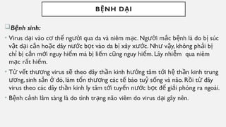B NH D I
Ệ Ạ
B nh sinh:
ệ
• Virus d i vào c th ng i qua da và niêm m c. Ng i m c b nh là do b súc
ạ ơ ể ườ ạ ườ ắ ệ ị
v t d i c n ho c dây n c b t vào da b xây x c. Nh v y, không ph i b
ậ ạ ắ ặ ướ ọ ị ướ ư ậ ả ị
ch b c n m i nguy hi m mà b li m c ng nguy hi m. Lây nhi m qua niêm
ỉ ị ắ ớ ể ị ế ũ ể ễ
m c r t hi m.
ạ ấ ế
• T v t th ng virus s theo dây th n kinh h ng tâm t i h th n kinh trung
ừ ế ươ ẽ ầ ướ ớ ệ ầ
ng, sinh s n đó, làm t n th ng các t bào tu s ng và não. R i t đây
ươ ả ở ổ ươ ế ỷ ố ồ ừ
virus theo các dây th n kinh ly tâm t i tuy n n c b t đ gi i phóng ra ngoài.
ầ ớ ế ướ ọ ể ả
• B nh c nh lâm sàng là do tình tr ng não viêm do virus d i gây nên.
ệ ả ạ ạ
 