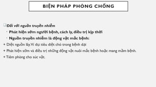 BI N PHÁP PHÒNG CH NG
Ệ Ố
Đ i v i ngu n truy n nhi m
ố ớ ồ ề ễ
• Phát hi n s m ng i b nh, cách ly, đi u tr k p th i
ệ ớ ườ ệ ề ị ị ờ
• Ngu n truy n nhi m là đ ng v t m c b nh:
ồ ề ễ ộ ậ ắ ệ
+ Di t ngu n lây.Ví d : tiêu di t chó trong b nh d i
ệ ồ ụ ệ ệ ạ
+ Phát hi n s m và đi u tr nh ng đ ng v t nuôi m c b nh ho c mang m m b nh.
ệ ớ ề ị ữ ộ ậ ắ ệ ặ ầ ệ
+ Tiêm phòng cho súc v t.
ậ
 