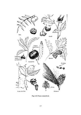 125
Fig. 6-16 Nozes comestíveis
 