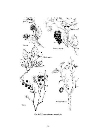 126
Fig. 6-17 Frutos e bagas comestíveis
 