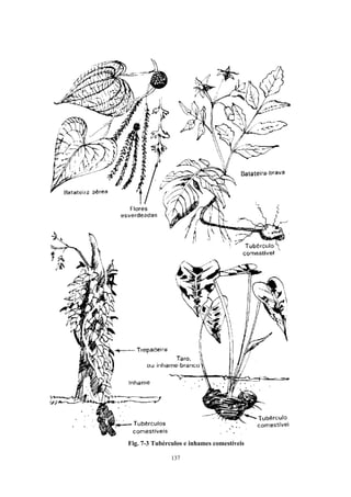 137
Fig. 7-3 Tubérculos e inhames comestíveis
 