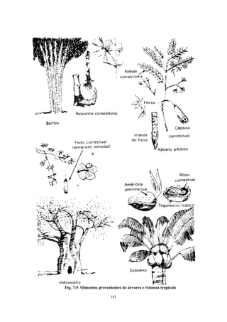 141
Fig. 7-5 Alimentos provenientes de árvores e rizomas tropicais
 