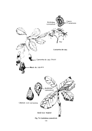 144
Fig. 7-6 Amêndoas comestíveis
 