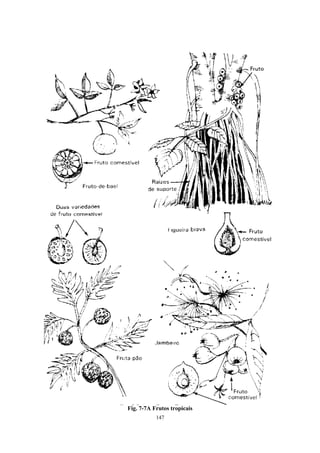 147
Fig. 7-7A Frutos tropicais
 
