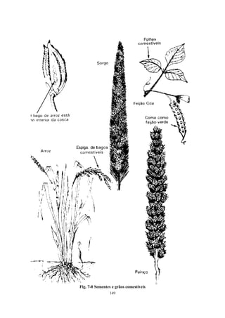 149
Fig. 7-8 Sementes e grãos comestíveis
 