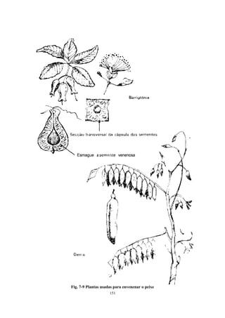 151
Fig. 7-9 Plantas usadas para envenenar o peixe
 