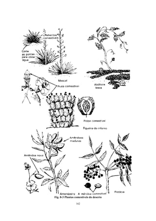 162
Fig. 8-3 Plantas comestíveis do deserto
 