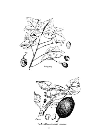 131
Fig. 7-1A Plantas tropicais venenosas
 