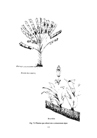 135
Fig. 7-2 Plantas que absorvem e armazenam água
 