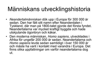 Människans utvecklingshistoria Neandertalmänniskan  dök upp i Europa för 300 000 år sedan. Den har fått sitt namn efter Neanderdalen i Tyskland, där man på 1800-talet gjorde det första fyndet. Neandertalarna var mycket kraftigt byggda och hade utskjutande ögonbryn och käkar. Den moderna människan,  Homo sapiens , utvecklades i Afrika för ungefär 200 000 år sedan. Neandertalarna och  Homo sapiens  levde sedan samtidigt i över 150 000 år och måste ha varit i kontakt med varandra i Europa. Det finns olika uppfattningar om varför neandertalarna dog ut. 