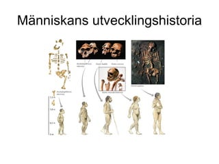 Människans utvecklingshistoria 