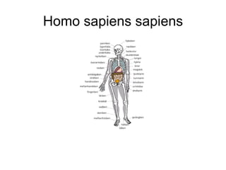 Homo sapiens sapiens 