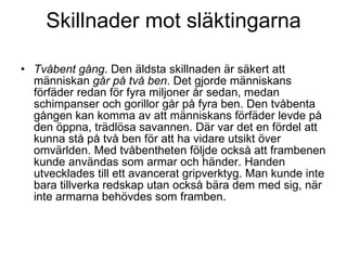 Skillnader mot släktingarna Tvåbent gång . Den äldsta skillnaden är säkert att människan  går på två ben . Det gjorde människans förfäder redan för fyra miljoner år sedan, medan schimpanser och gorillor går på fyra ben. Den tvåbenta gången kan komma av att människans förfäder levde på den öppna, trädlösa savannen. Där var det en fördel att kunna stå på två ben för att ha vidare utsikt över omvärlden. Med tvåbentheten följde också att frambenen kunde användas som armar och händer. Handen utvecklades till ett avancerat gripverktyg. Man kunde inte bara tillverka redskap utan också bära dem med sig, när inte armarna behövdes som framben. 