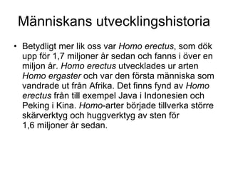 Människans utvecklingshistoria Betydligt mer lik oss var  Homo erectus , som dök upp för 1,7 miljoner år sedan och fanns i över en miljon år.  Homo erectus  utvecklades ur arten  Homo ergaster  och var den första människa som vandrade ut från Afrika. Det finns fynd av  Homo erectus  från till exempel Java i Indonesien och Peking i Kina.  Homo -arter började tillverka större skärverktyg och huggverktyg av sten för 1,6 miljoner år sedan. 