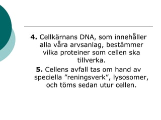 4. Cellkärnans DNA, som innehåller 
alla våra arvsanlag, bestämmer 
vilka proteiner som cellen ska 
tillverka. 
5. Cellens avfall tas om hand av 
speciella ”reningsverk”, lysosomer, 
och töms sedan utur cellen. 
 