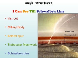 Angle structures
I Can See Till Schwalbe's Line
• Iris root
• Cilliary Body
• Scleral spur
• Trabecular Meshwork
• Schwalb...