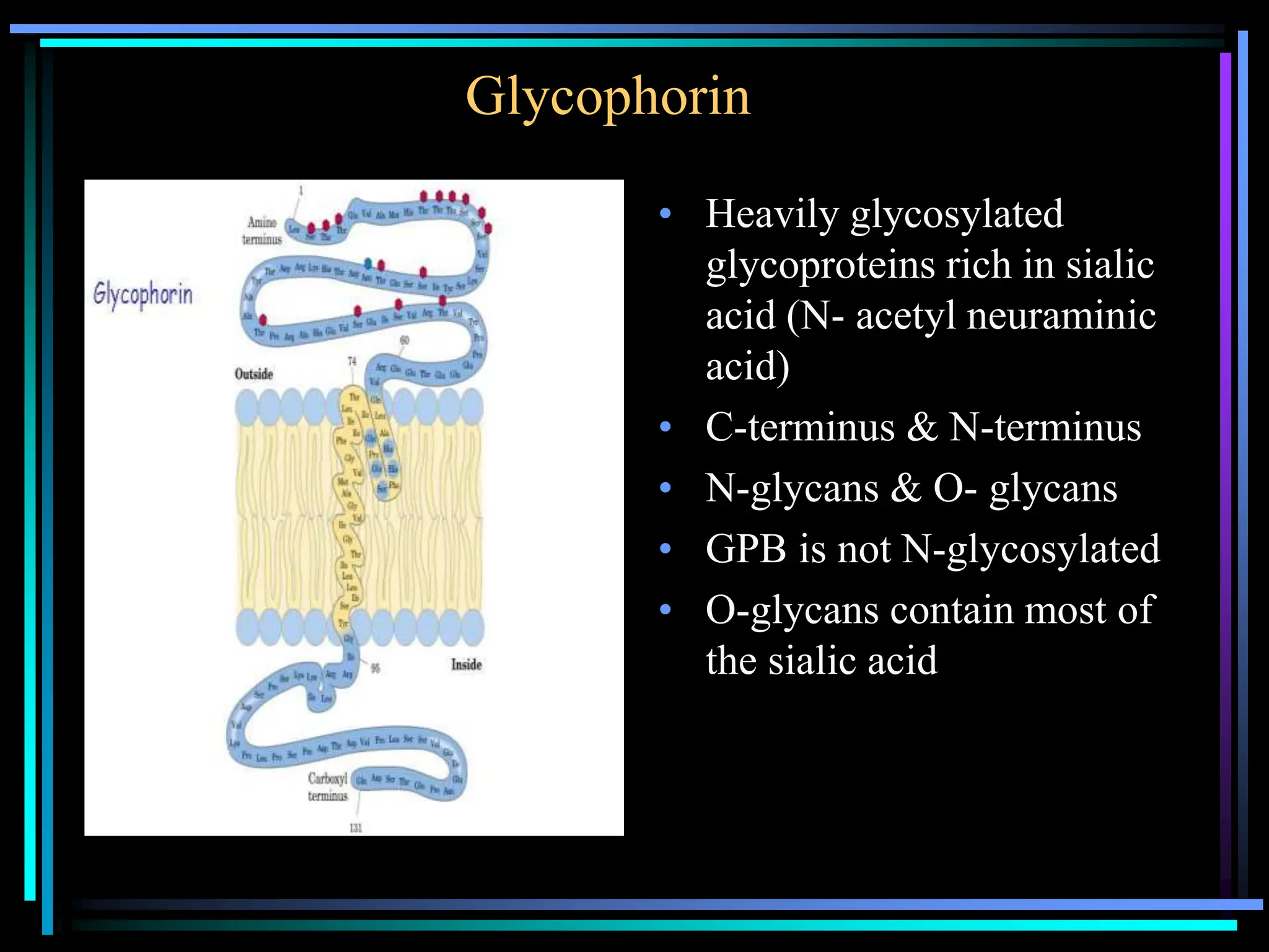 Glycophorin
• Heavily glycosylated
glycoproteins rich in sialic
acid (N- acetyl neuraminic
acid)
• C-terminus & N-terminus
• N-glycans & O- glycans
• GPB is not N-glycosylated
• O-glycans contain most of
the sialic acid
 