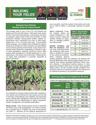 The average yield of corn in the U.S. and Canada has
tripled over the last half-century. Yield gains have result-
ed from improved hybrid genetics, more precise soil fertil-
ity practices, better weed control and advances in other
production methods. Among these factors, genetic im-
provements have contributed the most to yield gains,
adding from 1.0 to 1.5 bu/acre each year. To accomplish
these increases, corn breeders have selected for superior
tolerance to drought and other stresses, and yield stability
across diverse growing environments. A key result of en-
hanced stress tolerance is adaptability of hybrids to high-
er plant populations. Optimum economic returns often
require plant populations of 35,000 plants/acre or more,
depending on the hybrid and environment. Obtaining the-
se higher plant populations is essential, especially at
higher yield levels.
It is important to evaluate stands shortly after emergence.
Corn stands can be reduced by many issues such as cold
or wet soils, insect feeding, poor seedbed, and equipment
issues. Shortly after emergence is the best time to evalu-
ate stands and the effectiveness of planter equipment,
residue management, and seedbed preparation.
Stand counts. Take several sample counts to represent
the field or area under consideration. For ease of calcula-
tion, a sample size of 1/1000th of an acre is recommend-
ed (Table 1). Measure off the distance appropriate for
your row width, count the number of live plants and multi-
ply by 1000 to obtain a reasonable estimate of plants/
acre.
Stand uniformity. Evalu-
ate whether plants are
evenly distributed or if the
stand is uneven. Gaps and
doubles indicate an equip-
ment or seedbed problem
and reduce yield.
Identify Problems and
Plan for Solutions. After
you have evaluated stands
and uniformity, make every
effort to identify the causes
of any observed problems.
Were metering devices
working properly? Were row cleaners set properly and
working effectively? Was planting depth proper and con-
sistent? Was residue managed effectively? Were moni-
tors effective in identifying metering devices or other
equipment problems when they occurred? Was pre-plant
tillage uniform, and did it create a quality seedbed? Con-
tinuously improve your planting operation by making sure
to implement solutions to any problems observed.
(Values from www.pioneer.com, May 5 through June 3, 2013)
Location
GDU
since
May 5
Depar-
ture
from
Normal
Predicted
GDU’s to
6/17
(departure)
Alexandria, MN 274 +3 444 (-28)
Morris, MN 326 +22 515 (+7)
Montevideo, MN 312 +16 500 (-68)
Marshall, MN 317 +9 514 (-20)
Brookings, SD 294 +13 469 (-15)
Sioux Falls, SD 339 +7 539 (-29)
Source: www.pioneer.com GDU Calculator
Wade Gubrud
Product Agronomist
Curt Hoffbeck
Field Agronomist
Larry Osborne
Field Agronomist June 10, 2013 - Issue 3
WALKING YOUR FIELDS® newsletter is brought to you by your local account manager for DuPont Pioneer. It is sent to customers throughout the growing season,
courtesy of your Pioneer sales professional. The DuPont Oval Logo is a registered trademark of DuPont. PIONEER® brand products are provided subject to the
terms and conditions of purchase which are part of the labeling and purchase documents. ®, TM, SM Trademarks and service marks of Pioneer. © 2013 PHII.
Evaluate Corn Stands:
Identify Areas for Improvement
Photo:TomDoerge,DuPontPioneer
Table 1. Row lengths
equal to 0.001 acres
Row Width
(inches)
Row Length
(0.001 acre)
38 13 ft. 9 in.
36 14 ft. 6 in.
30 17 ft. 5 in.
22 23 ft. 9 in.
20 26 ft. 2 in.
15 34 ft. 10 in.
Growing Degree Unit Update for the Area
 