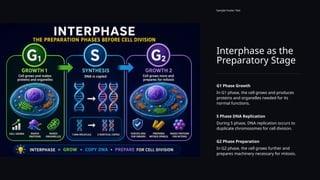 Interphase as the
Preparatory Stage
Sample Footer Text
G1 Phase Growth
In G1 phase, the cell grows and produces
proteins and organelles needed for its
normal functions.
S Phase DNA Replication
During S phase, DNA replication occurs to
duplicate chromosomes for cell division.
G2 Phase Preparation
In G2 phase, the cell grows further and
prepares machinery necessary for mitosis.
 