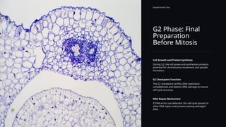 G2 Phase: Final
Preparation
Before Mitosis
Sample Footer Text
Cell Growth and Protein Synthesis
During G2, the cell grows and synthesizes proteins
essential for chromosome movement and spindle
formation.
G2 Checkpoint Function
The G2 checkpoint verifies DNA replication
completeness and detects DNA damage to ensure
cell cycle accuracy.
DNA Repair Mechanism
If DNA errors are detected, the cell cycle pauses to
allow DNA repair and prevent passing damaged
DNA.
 