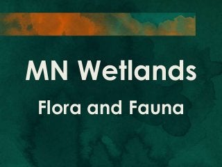 MN Wetlands
Flora and Fauna

 