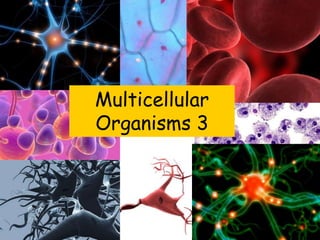 Multicellular
Organisms 3
 