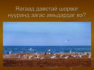 Яагаад давстай шорвог нууранд загас амьдардаг вэ? 