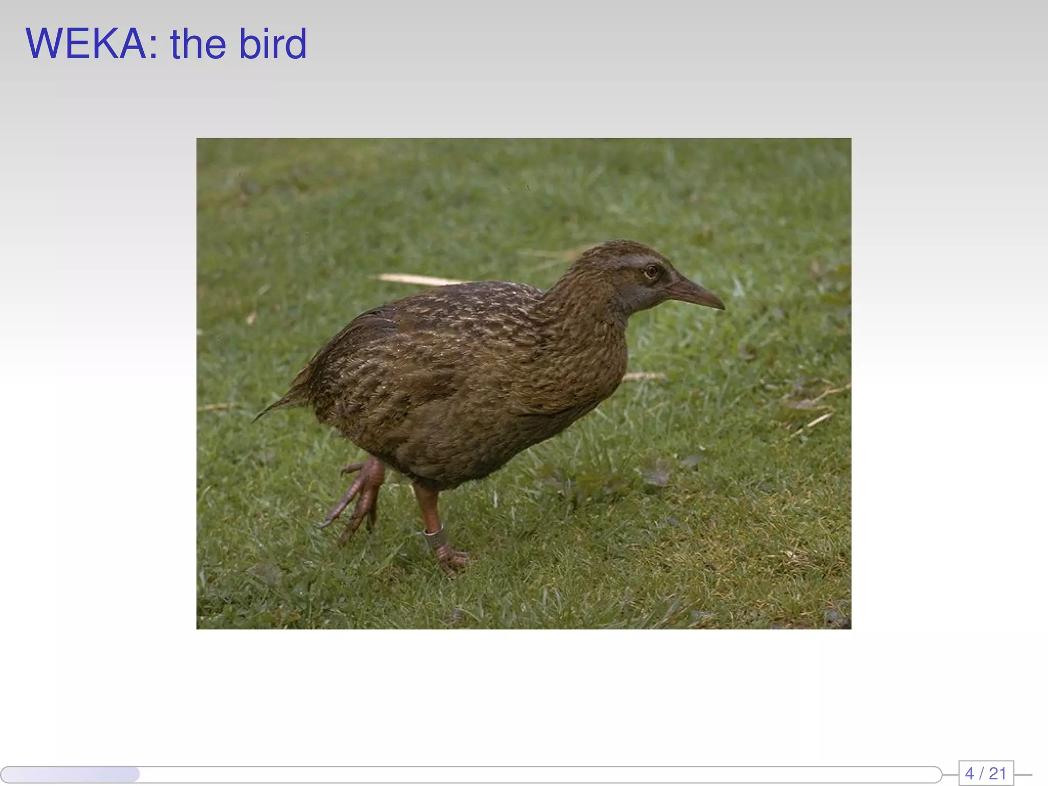 WEKA: the bird




                 4 / 21
 