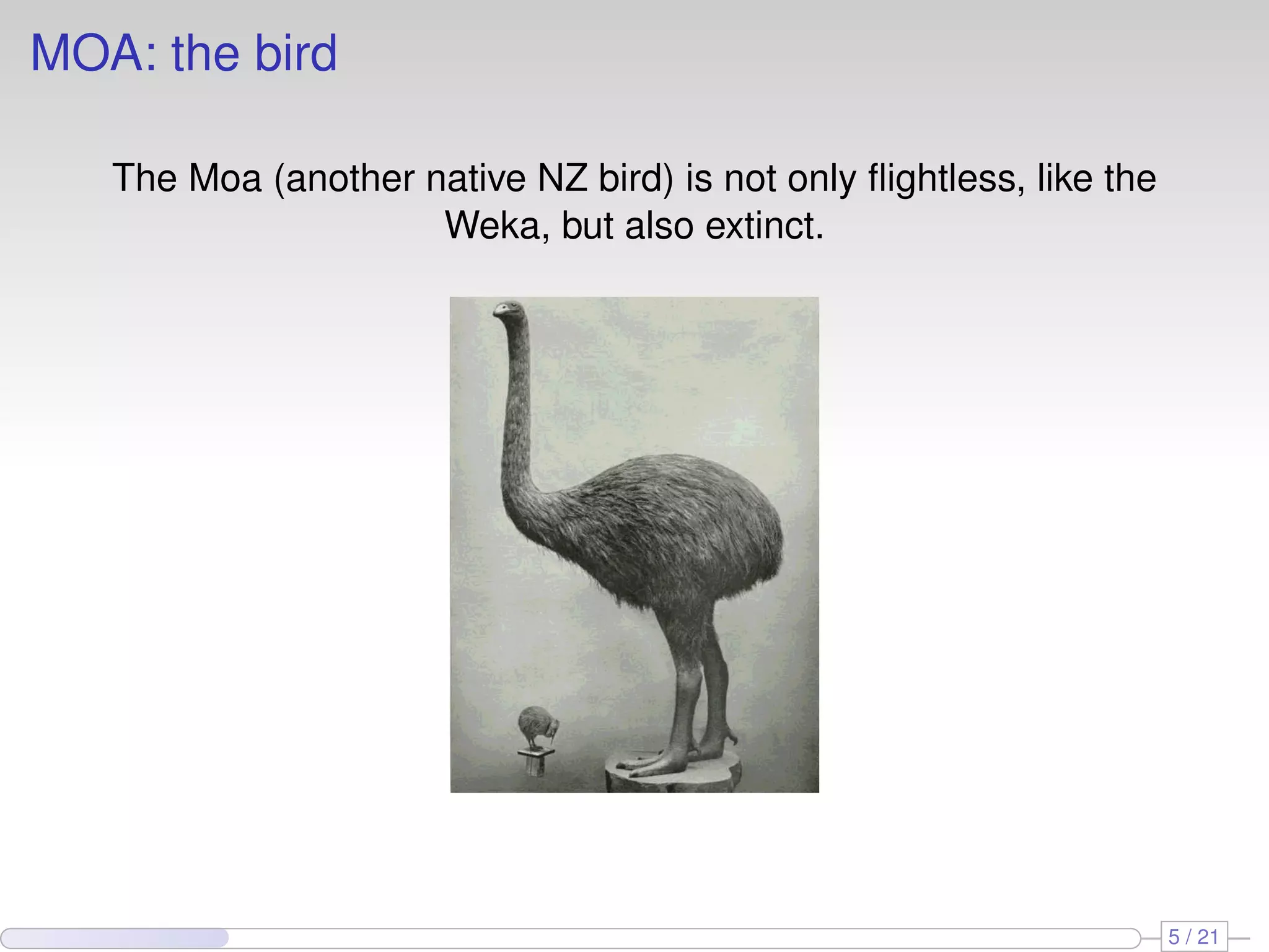 MOA: the bird

   The Moa (another native NZ bird) is not only ﬂightless, like the
                     Weka, but also extinct.




                                                                      5 / 21
 