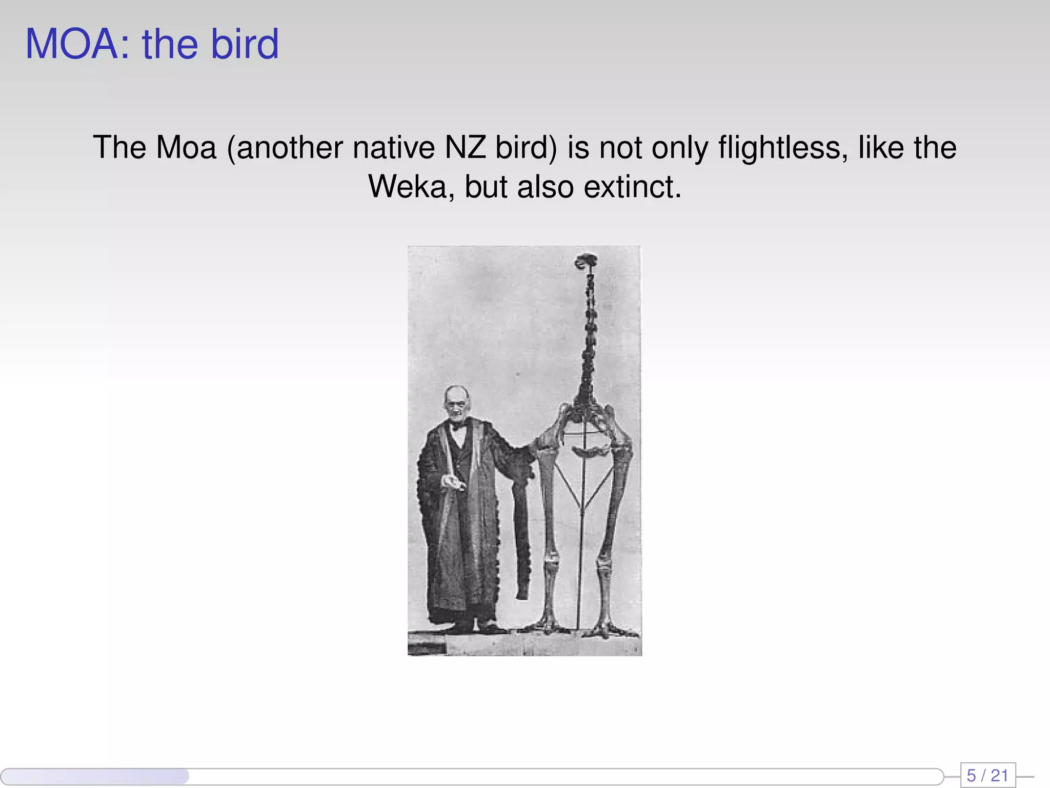 MOA: the bird

   The Moa (another native NZ bird) is not only ﬂightless, like the
                     Weka, but also extinct.




                                                                      5 / 21
 