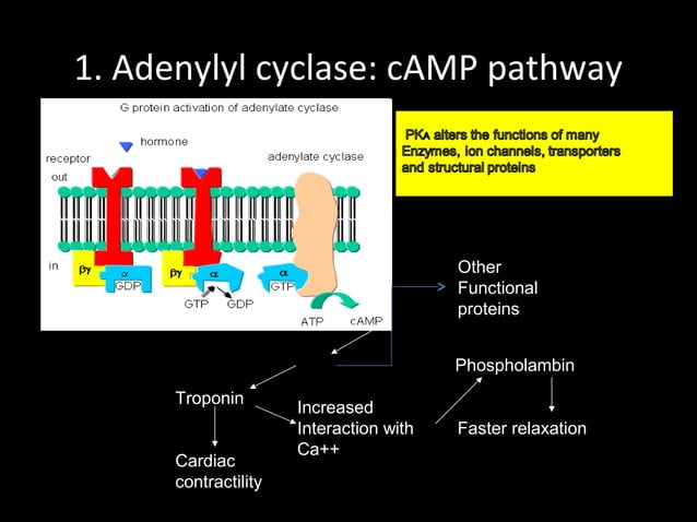 mechanism of action of drugs | PPT | Biological Sciences | Science