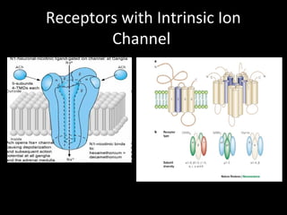 mechanism of action of drugs | PPT