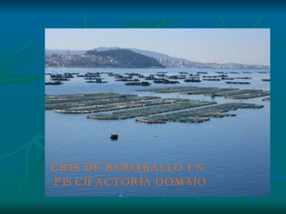 CRÍA DE RODABALLO EN PISCIFACTORÍA DOMAIO