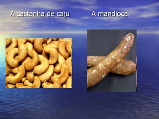 A castanha de caju  A mandioca 