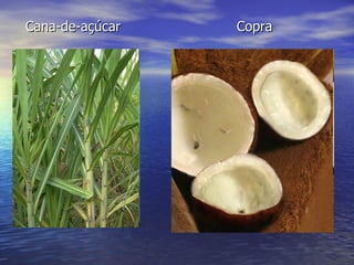 Cana-de-açúcar  Copra 