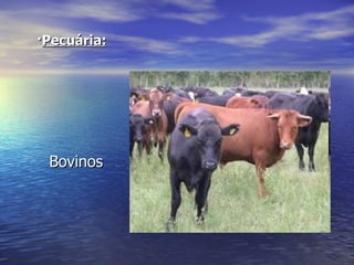 · Pecuária:   Bovinos  