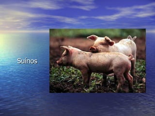   Suínos 