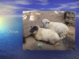Ovinos 
