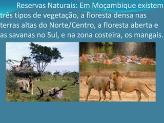 Reservas Naturais: Em Moçambique existem
três tipos de vegetação, a floresta densa nas
terras altas do Norte/Centro, a floresta aberta e
as savanas no Sul, e na zona costeira, os mangais.
 