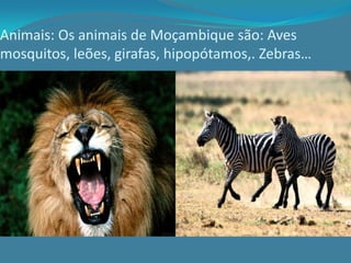 Animais: Os animais de Moçambique são: Aves
mosquitos, leões, girafas, hipopótamos,. Zebras…
 
